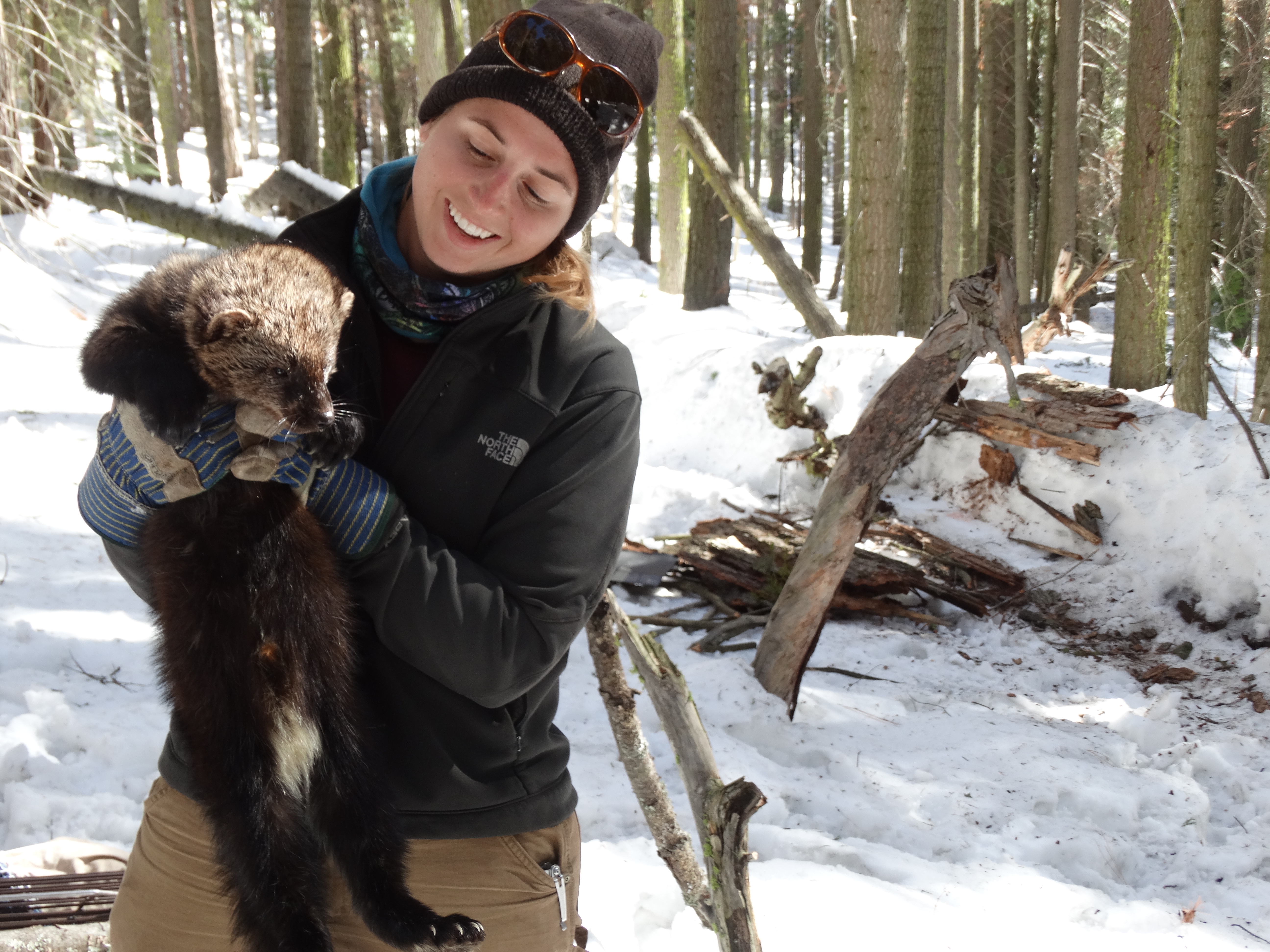 Jordan holding a Pacific fisher during a capture in the Sierra Nevada