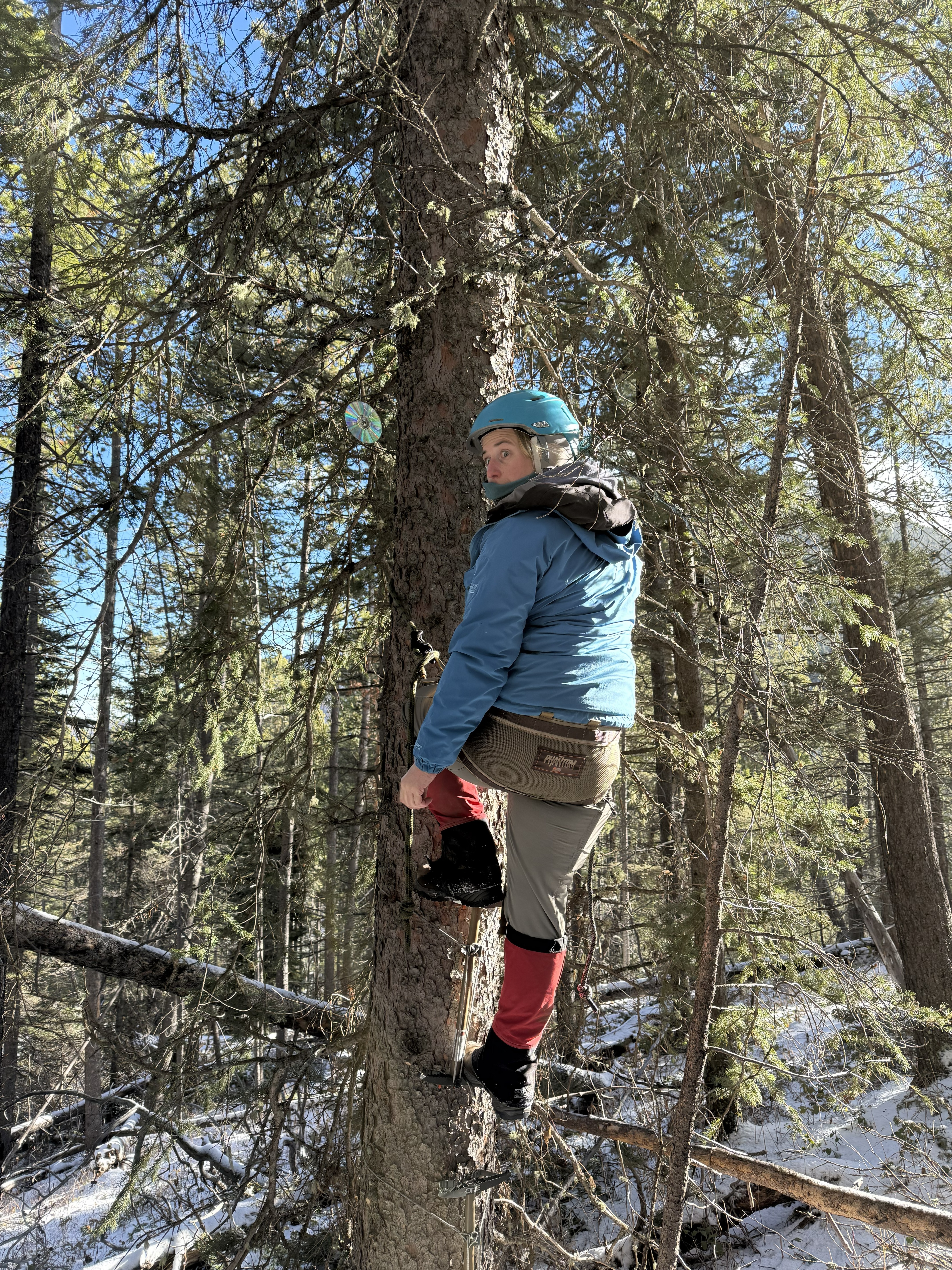 Myself making a goofy face while climbing a tree to set up a trail camera up in a tree